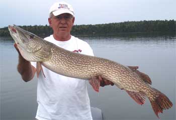 Monster 45.5